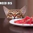 Image result for Cat Mouse Meme