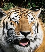 Image result for Smiley Tiger