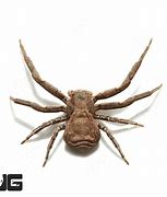 Image result for Arizona Crab Spider