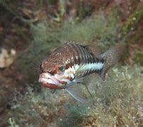 Image result for Saltwater Perch