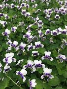 Image result for Australian Violet Ground Cover