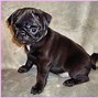 Image result for Pug Puppies Brindle