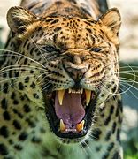 Image result for Leopard Roar