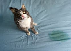 Image result for Cat Spots to Sit and Sleep