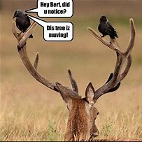 Image result for Bird Humor