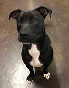 Image result for Adopt Pit Bull