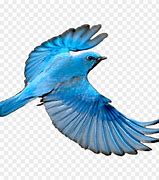 Image result for Blue Dragon Wings