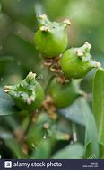 Image result for Boxwood Buxus Sempervirens