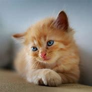 Image result for Parsha Cat