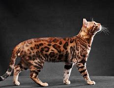 Image result for Male Bengal Cat