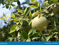 Image result for Aegle Marmelos Fruit