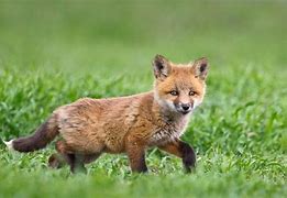 Image result for Fox Childe