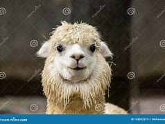 Image result for Lama People