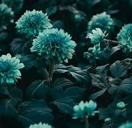 Image result for Teal Flower PR