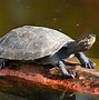 Image result for Turtle Formation