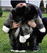 Image result for Black Akita Puppies