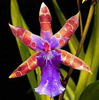 Image result for Unusual Orchid Flower