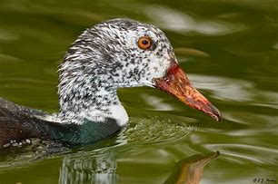 Image result for White-winged Wood Duck