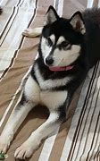 Image result for White Female Siberian Husky