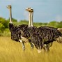 Image result for Ostrich