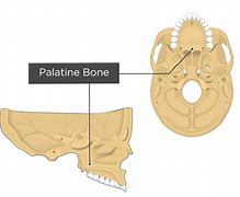 Image result for Palatine Artery Horse Anatomy