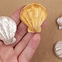 Image result for How to Paint a White Shell