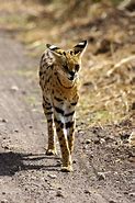 Image result for Serval Wild Cat