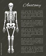 Image result for Osteon Anatomy Poster