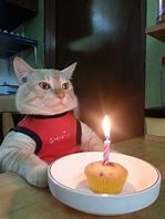 Image result for Sad Cat Birthday PFP