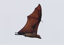 Image result for Great Flying Fox