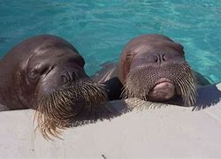 Image result for Baby Walrus Being Born