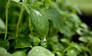 Image result for Ades Fresh Leaves