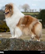 Image result for Famous Dog Lassie