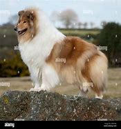 Image result for Lassie First Appearance