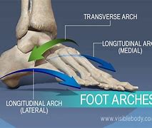 Image result for Three Arches of the Foot