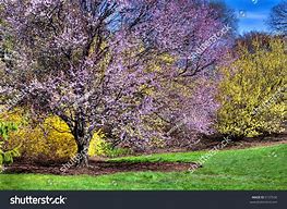 Image result for Summer Peach Tree