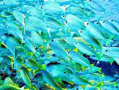 Image result for Ikan Kecil Laut Kutub