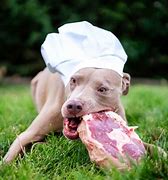 Image result for Raw Dog Flight