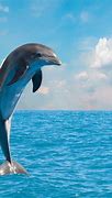 Image result for Dolphins Arena