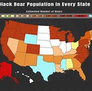 Image result for America Bear