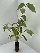 Image result for Cornus Alba Dogwood