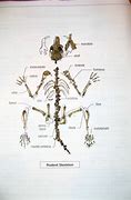 Image result for Vole Anatomy Model