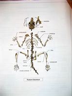 Image result for Vole Bones