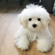 Image result for Nimbus the Dog