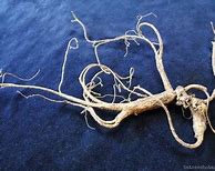 Image result for Ginseng Man Root