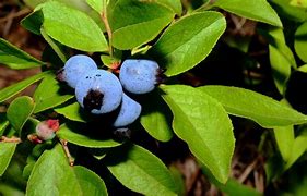 Image result for Wild Blueberry Plant Identification