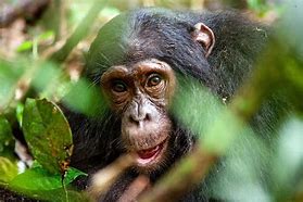 Image result for Alien Chimpanzee