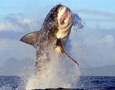 Image result for MA White Sharks