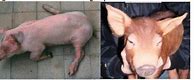 Image result for Diseases of Swine Book