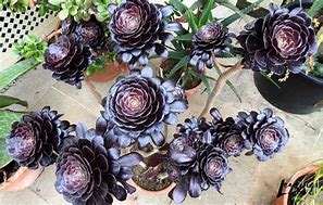 Image result for Black Rose Succulent